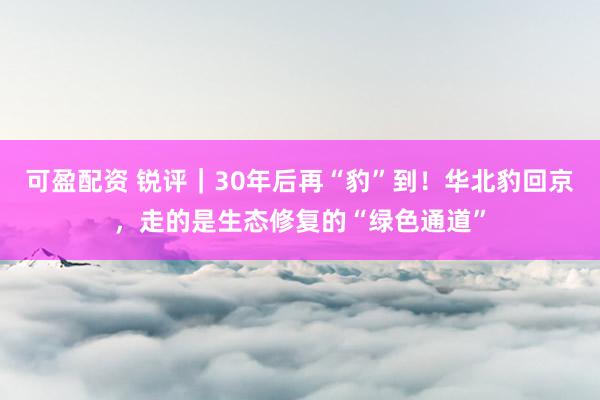 可盈配资 锐评｜30年后再“豹”到！华北豹回京，走的是生态修复的“绿色通道”