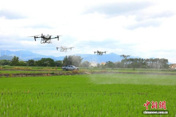 常胜策略 广西秋粮生产稳中有增 全年粮食丰收在望