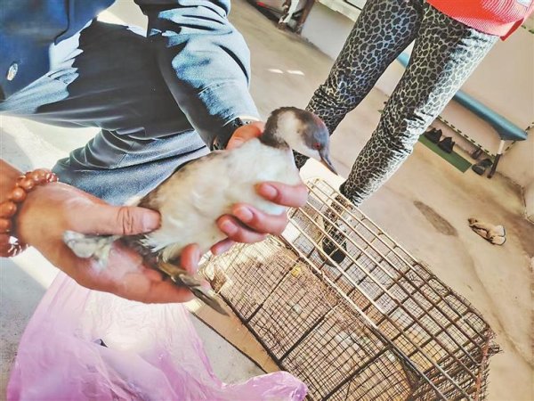 盛宝优配 宠物猫抓回小鸟是三有保护动物䴙䴘